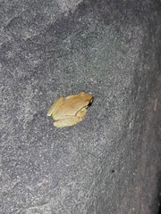 Ranoidea pearsoniana