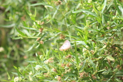 Anartia jatrophae