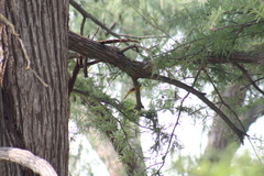 Pitangus sulphuratus