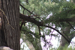 Pitangus sulphuratus