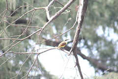 Pitangus sulphuratus