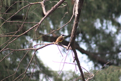 Pitangus sulphuratus