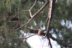 Pitangus sulphuratus