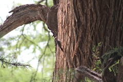 Melanerpes aurifrons