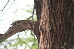 Melanerpes aurifrons