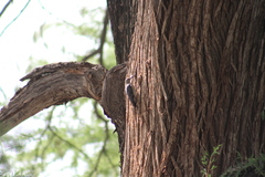 Melanerpes aurifrons