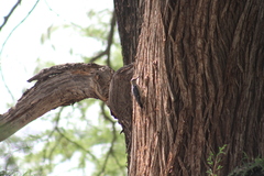 Melanerpes aurifrons