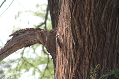 Melanerpes aurifrons