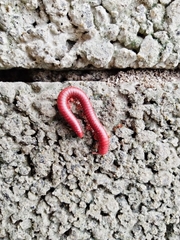 Trigoniulus corallinus