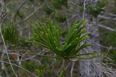 Araucaria scopulorum