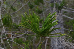 Araucaria scopulorum