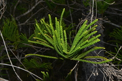 Araucaria scopulorum