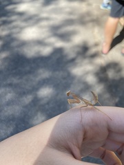 Hierodula pistillinota