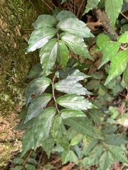 呂一起(Lyu yi-chi), CC BY, iNaturalist via GBIF Elatostema radicans, photograph 呂一起(Lyu yi-chi), CC BY, iNaturalist via GBIF