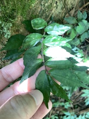 呂一起(Lyu yi-chi), CC BY, iNaturalist via GBIF Elatostema radicans, photograph 呂一起(Lyu yi-chi), CC BY, iNaturalist via GBIF