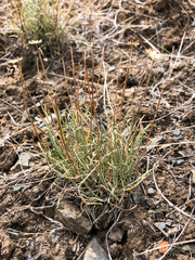 Erigeron linearis