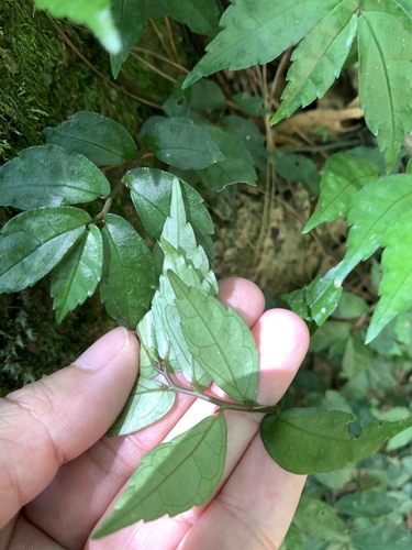 Elatostema radicans, photograph 5