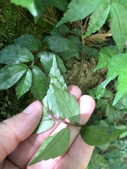 呂一起(Lyu yi-chi), CC BY, iNaturalist via GBIF Elatostema radicans, photograph 呂一起(Lyu yi-chi), CC BY, iNaturalist via GBIF