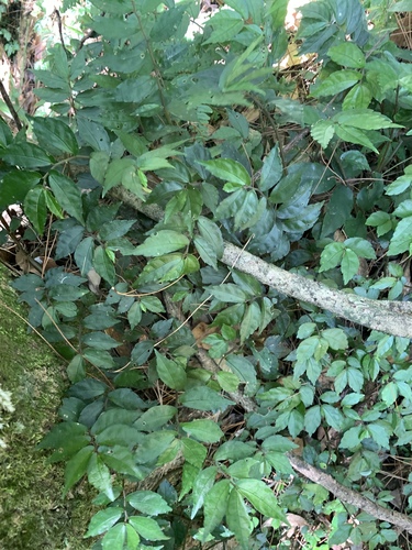 Elatostema radicans, photograph 6