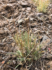 Erigeron linearis