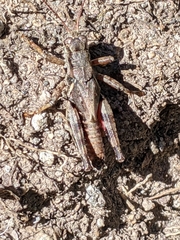 Melanoplus oreophilus