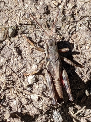 Melanoplus oreophilus