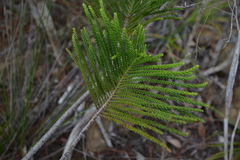 Araucaria scopulorum