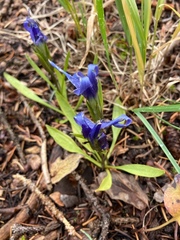 Gentianopsis thermalis