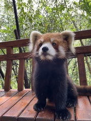 Ailurus fulgens styani