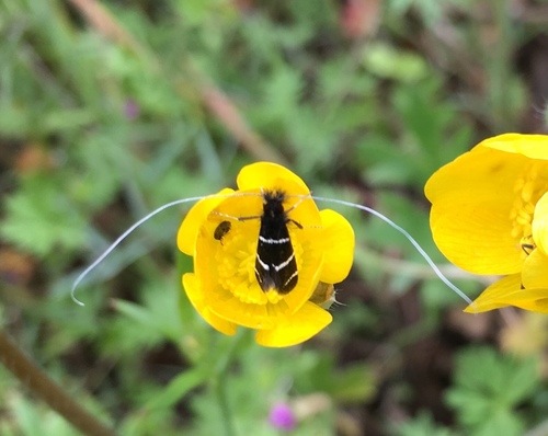 iNaturalist observation photo of Three-striped Longhorn