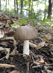 Amanita pseudoporphyria