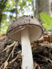 Amanita pseudoporphyria