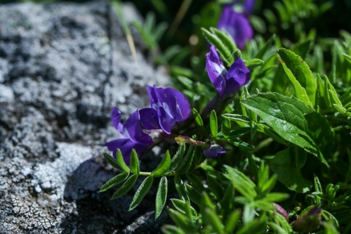 Oxytropis japonica iNat (2)