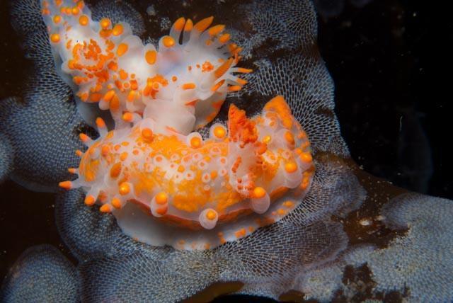 Kelp Orangeclub Seaslug (Nudibranch of Hermanus Tidal Pool) · iNaturalist