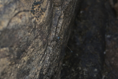 Caledopteryx maculata