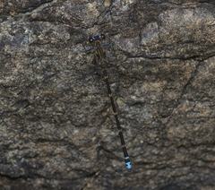 Caledopteryx maculata