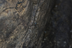 Caledopteryx maculata