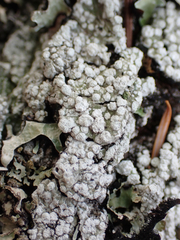 Pertusaria subambigens