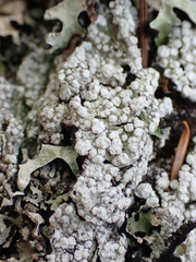 Pertusaria subambigens