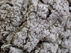 Pertusaria subambigens