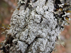 Pertusaria subambigens