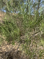 Cassinia laevis
