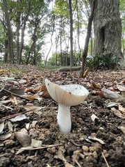Russulaceae