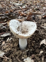 Russulaceae