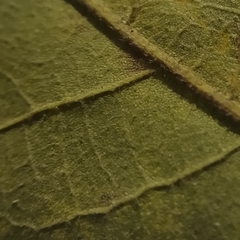 Quercus boyntonii