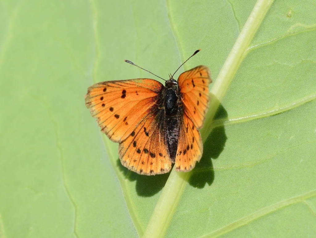 Lycaena splendens