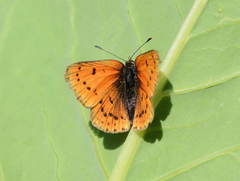 Lycaena splendens