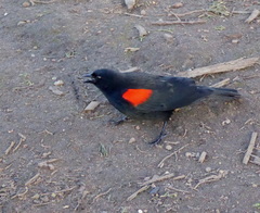 Agelaius phoeniceus mailliardorum