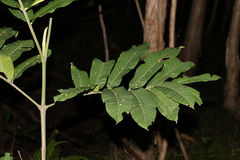 Flindersia schottiana