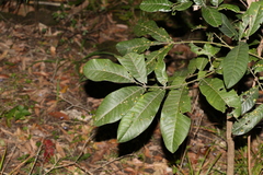 Flindersia schottiana